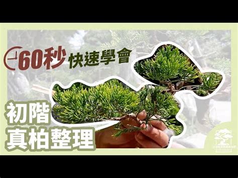 針柏樹修剪|只要 60 秒！快速學會初階真柏整理，老闆不藏私教學，新手也能。